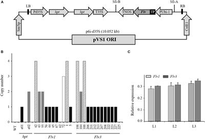 Plastid-Targeted Cyanobacterial Flavodiiron Proteins Maintain Carbohydrate Turnover and Enhance Drought Stress Tolerance in Barley